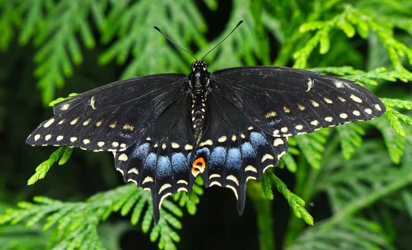 Borboleta Andorinha Preta Papilio Polyxenes Seattle Washington — Fotografia de Stock