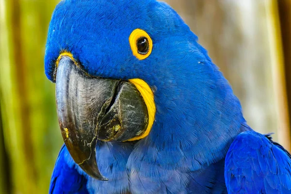 Blue Yellow Feathers Blue Hyacinth Macaw Parrot Anodorhynchus Hyacinthinus Genus — Stock Photo, Image