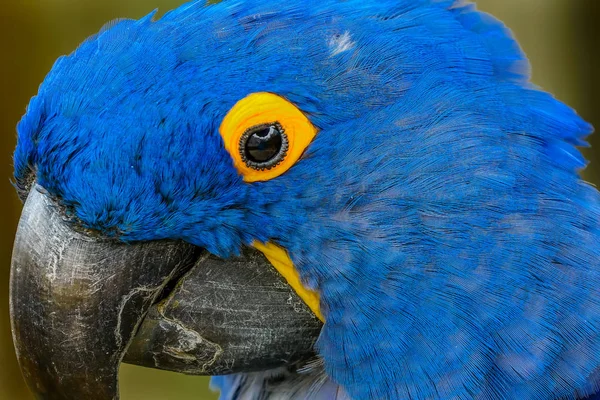 Blauw Gele Veren Blauwe Hyacint Ara Papegaaien Anodorhynchus Hyacinthinus Geslacht — Stockfoto