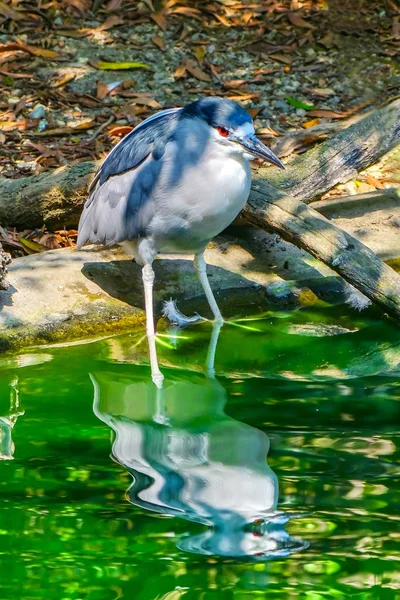 Ефект Червоних Очей Чорний Коронований Чапля Ніч Wildilife Nyciticorax Рід — стокове фото