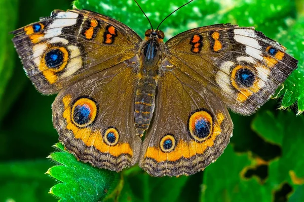 Común Mariposa Cuatro Ojos Común Junonia Coenia Seattle Washington —  Fotos de Stock