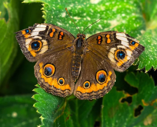 Borboleta Buckeye Comum Junonia Coenia Seattle Washington — Fotografia de Stock