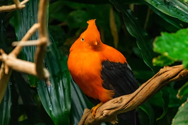 Plumes Orange Coq Andin Mâle Oiseau Roche Rupicola Peruvianus Oiseau — Photo