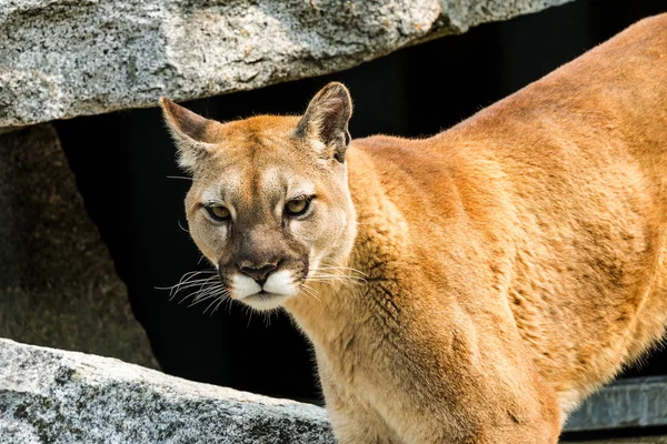Mountain Lion Κυνηγός Τεκνών Puma Concolor Θηρευτής Σχετικά Rocksn — Φωτογραφία Αρχείου