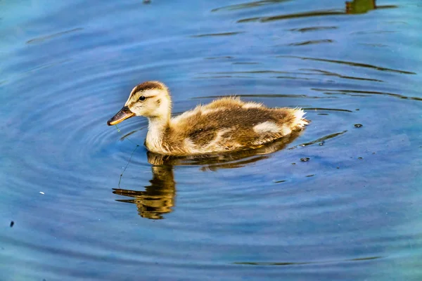 Gadwall Pato Patinho Juanita Bay Park Lago Washington Kirkland Washiington — Fotografia de Stock