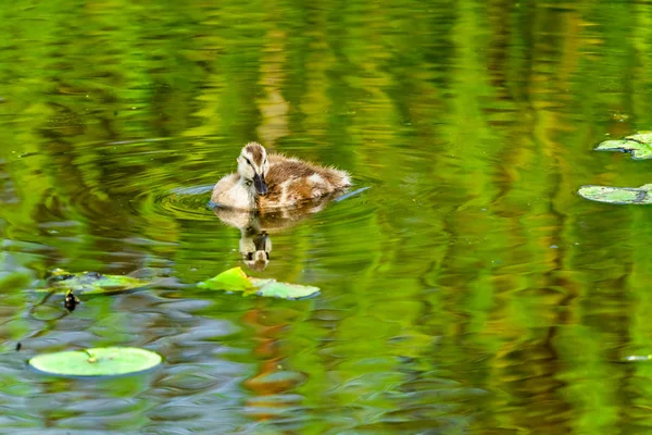 Gadwall Duckling Duckling Juanita Bay Park Lake Washington Kirkland Washiington — стоковое фото