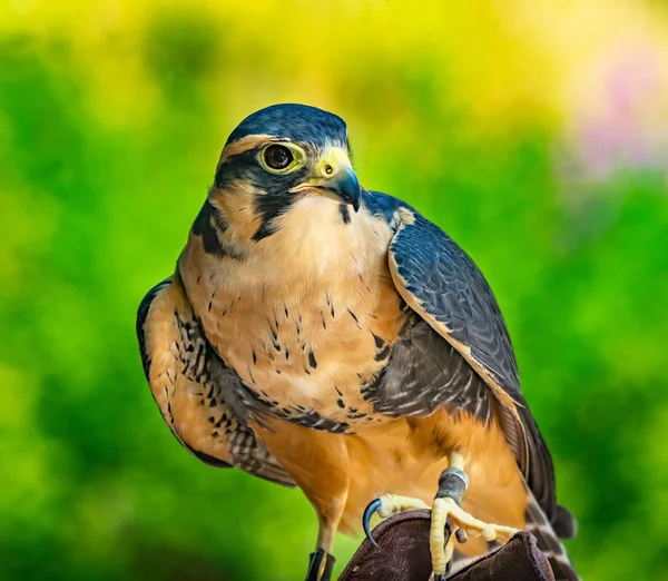 Peregine Falcon Falco Peregrinus Assistindo — Fotografia de Stock