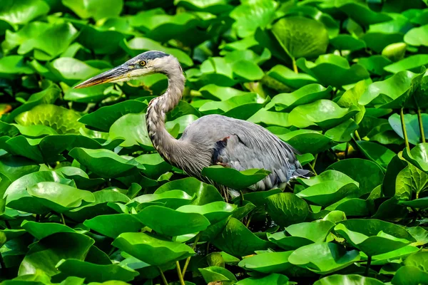 Велика Блакитна Чапля Ardea Іродіядина Хуаніта Bay Парк Washiington Озера — стокове фото