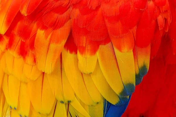 Plumes Rouges Jaunes Vertes Ara Macaw Fermer — Photo