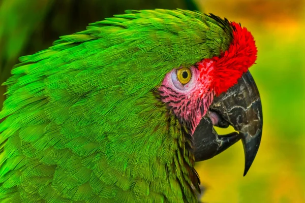 Verde Militar Macaw Retrato Cabeça Shot — Fotografia de Stock