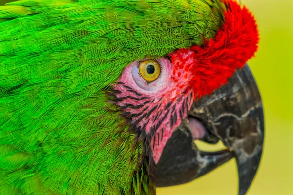 Macaúba Militar Verde Papagaio Ara Militaris Verde Penas Vermelhas Bico — Fotografia de Stock