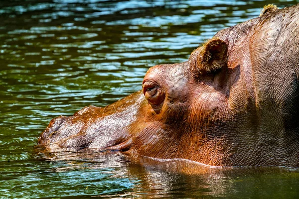 Hippopatamus Amphibus Grand Mammifère Dans Eau — Photo