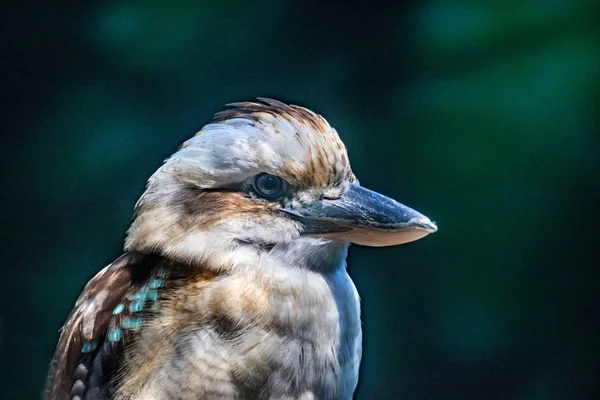 Kingfisher Bird Alcedinidae Поисках Хищника — стоковое фото