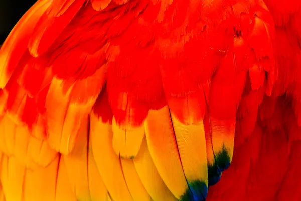 Scarlet Macaw Blå Röd Gul Och Grön Fjädrar Fjäderdräkt Ara — Stockfoto