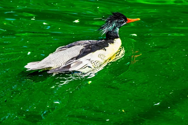Scaly Sized Merganser Chinese Merganser Duck Membus Squamatus Swift Reflection — стоковое фото