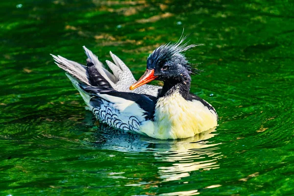 Scaly Lado Merganser Chinese Merganser Duck Hombre Mergus Squamatus Natación — Foto de Stock