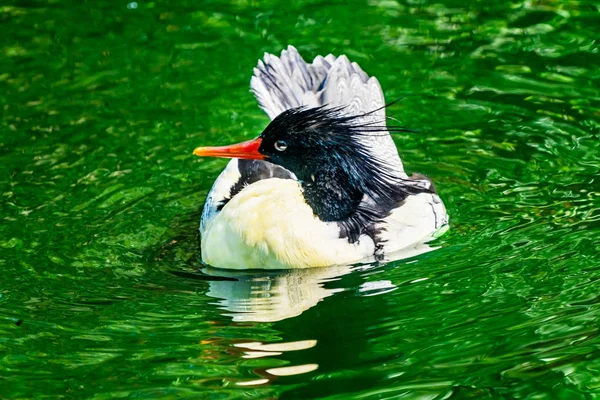 Scaly Lado Merganser Chinese Merganser Duck Hombre Mergus Squamatus Natación — Foto de Stock