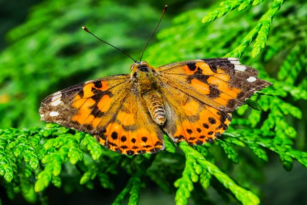 Paited Lady Butterfly Vanessa Cardui Seattle Washington — Stockfoto