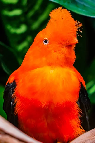 Oranje Veren Mannelijke Andes Pik Van Rock Vogel Rupicola Peruvianus — Stockfoto