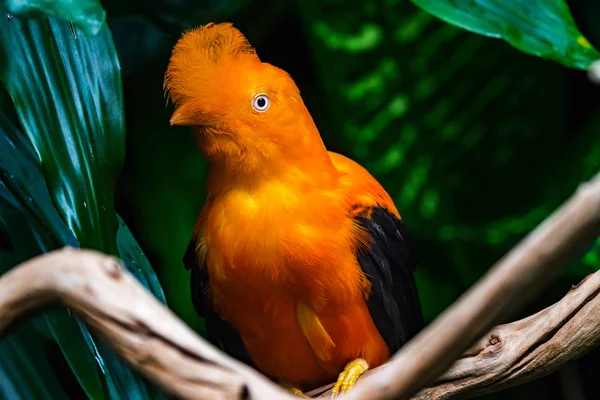 Oranžový Peří Mužské Andské Kohout Rock Bird Rupicola Peruvianus Národním — Stock fotografie