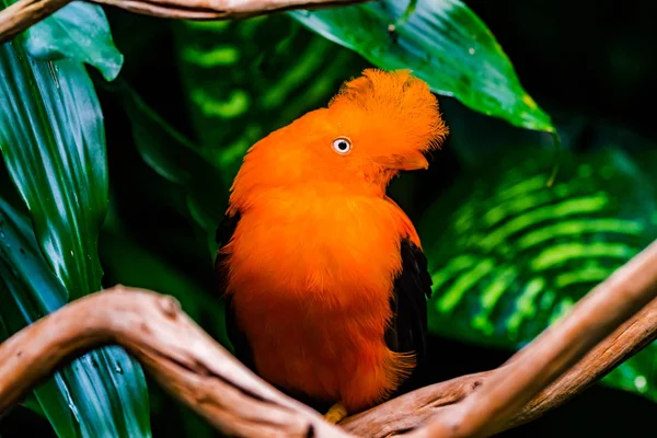 Pierze Pomarańczowy Mężczyzna Andyjskiej Kurek Rock Rupicola Peruvianus Ptak Ptak — Zdjęcie stockowe
