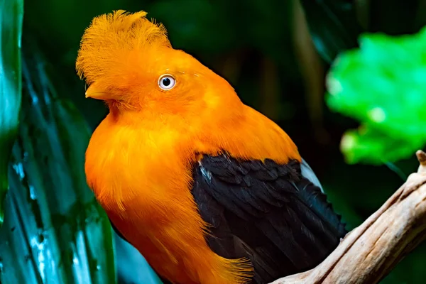 Plumes Orange Coq Andin Mâle Oiseau Roche Rupicola Peruvianus Oiseau — Photo