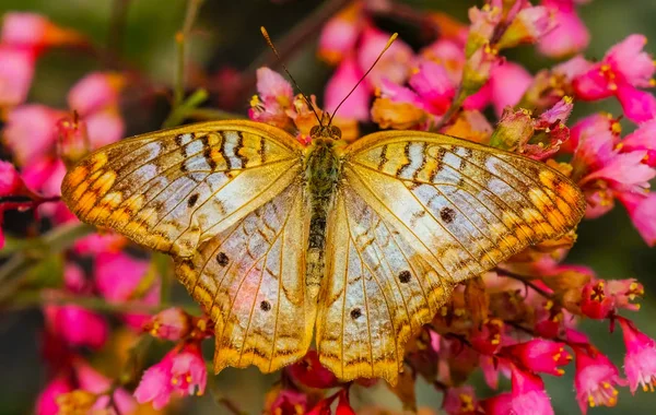 Білий Павич Метелик Anartia Jastrophae Рожеві Квіти Сіетл Вашингтон — стокове фото