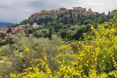 Sarı çiçek Ancient Agora pazar yeri alanları Parthenon Tapınağı Akropol Atina Yunanistan. 438 M.ö. 6. yüzyıl M.ö., Parthenon kurulan agora inşa 
