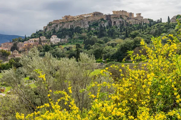 Gele Bloemen Oude Agora Marktplaats Velden Parthenon Akropolis Athene Griekenland — Stockfoto