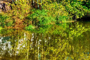 Yeşil sarı yansıma su soyut Issaquah Creek'te somon kuluçka Issaquah Washington