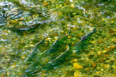 Somon Swimiming Up Issaquah Creek somon kuluçka Issaquah Washington