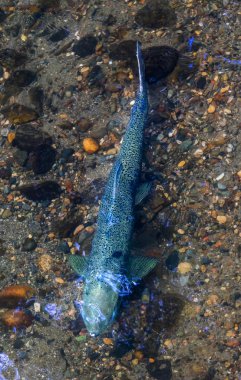 Somon Swimiming Up Issaquah Creek somon kuluçka Issaquah Washington