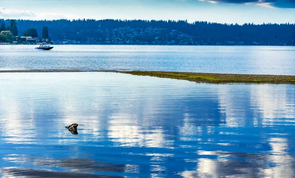 Great Blue White Water Reflectie Speedboot Lake Sammamish Staatspark Issaquah — Stockfoto