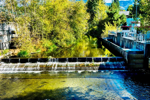 Pesce Riflessione Issaquah Creek Culvert Salmon Hatchery Issaquah Washington — Foto Stock