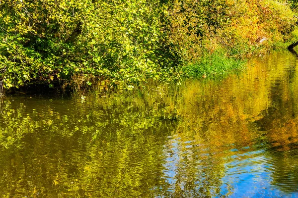 Verde Amarelo Reflexão Água Abstrato Issaquah Creek Salmon Hatchery Issaquah — Fotografia de Stock