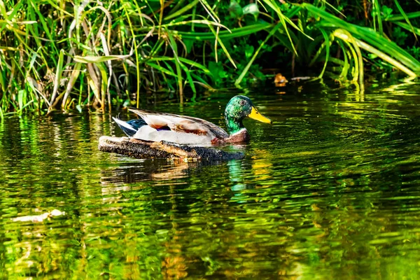 グリーン マガモのアヒル Anas Platyrhynchos Sammimish 州立公園イサクア ワシントン — ストック写真