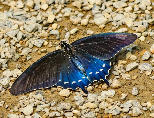 蓝色黑色 Pipevine Swallowtai Battus Philenor 西雅图华盛顿 — 图库照片