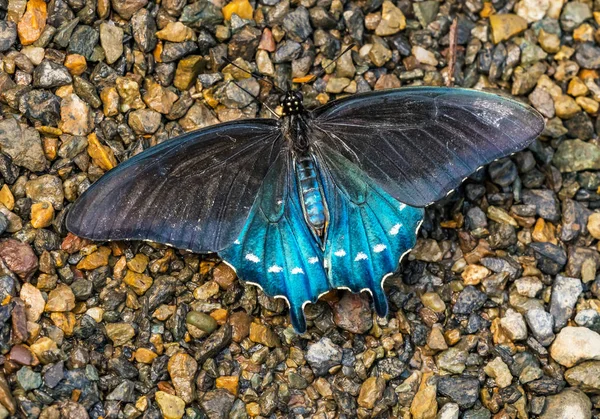 Siyah Pipevine Swallowtai Kelebek Beaten Philenor Seattle Washington Mavi — Stok fotoğraf