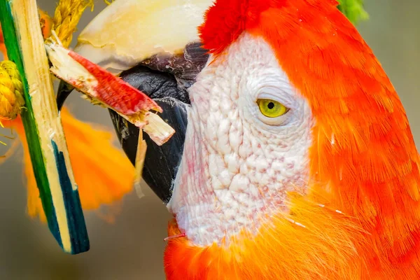 Geelvleugelara Parrot Blauwe Rode Gele Groene Veren Kauwen Stick — Stockfoto