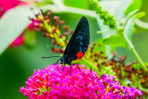 Negro Azul Rojo Atala Mariposa Eumaeus Atala Flores Rosa Beber —  Fotos de Stock