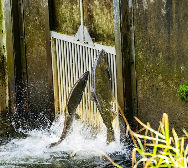 Chinook Salmon Jumping Issaquah Hatchery Washington Salmon Swim Issaquah Creek — Stock Photo, Image