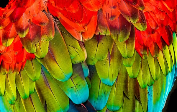 Piros Zöld Papagáj Zöld Szárny Ara Toll Háttér Absztrakt — Stock Fotó