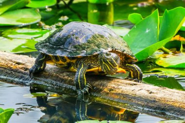 Western Painted Turtles Chrysemys picta Green Lily Pads Juanita Bay Park Lake Washington Kirkland Washiington clipart