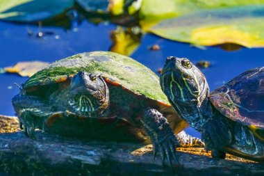 Western boyalı kaplumbağalar Chrysemys picta yeşil zambak yastıkları Juanita Bay Park Lake Washington Kirkland Washiington