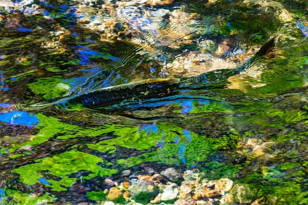Lachs Blau Grün Gelb Reflexion Wasser Abstrakt Issaquah Creek Lachsbrüterei — Stockfoto