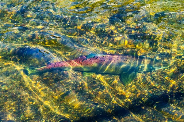 Salmón Nadando Por Issaquah Creek Hasta Salmon Hatchery Issaquah Washington — Foto de Stock