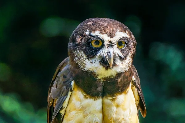 Brown White Feathers Spectacled Owl Pulsatrix Perspicillata Close Looking — Stock Photo, Image