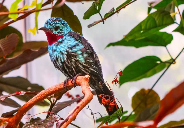 Paillettes Cotinga Plumes Rouges Bleues Cotinga Cayana — Photo