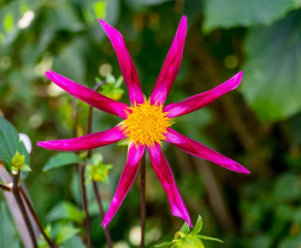 Rose Rouge Jaune Miniature Fantaisie Étoile Dahlia Floraison — Photo