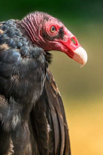 Vörös Fej Fehér Csőr Fekete Toll Törökország Keselyű — Stock Fotó